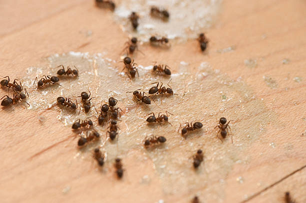 Best Flea Control Services  in Kirby, TX